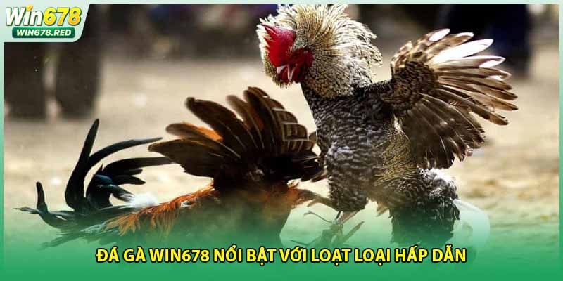 Đá gà Win678 nổi bật với loạt loại hấp dẫn